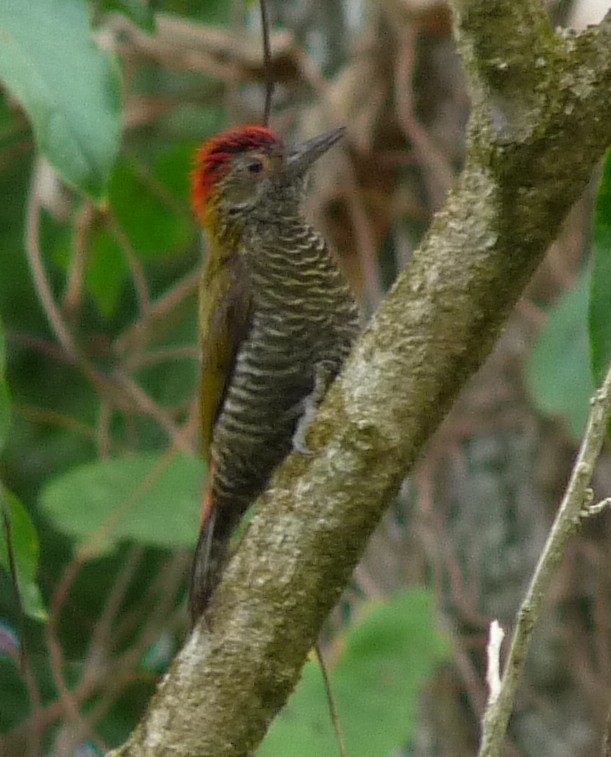 Red-rumped Woodpecker - sanjiv parasram