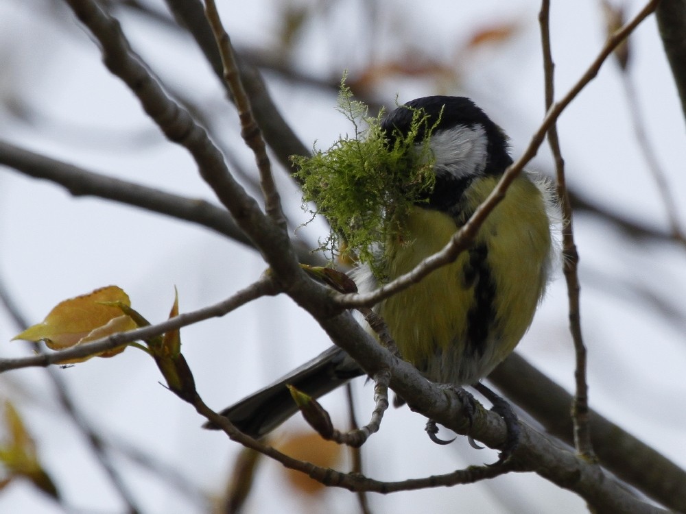 Great Tit - Christophe Gouraud