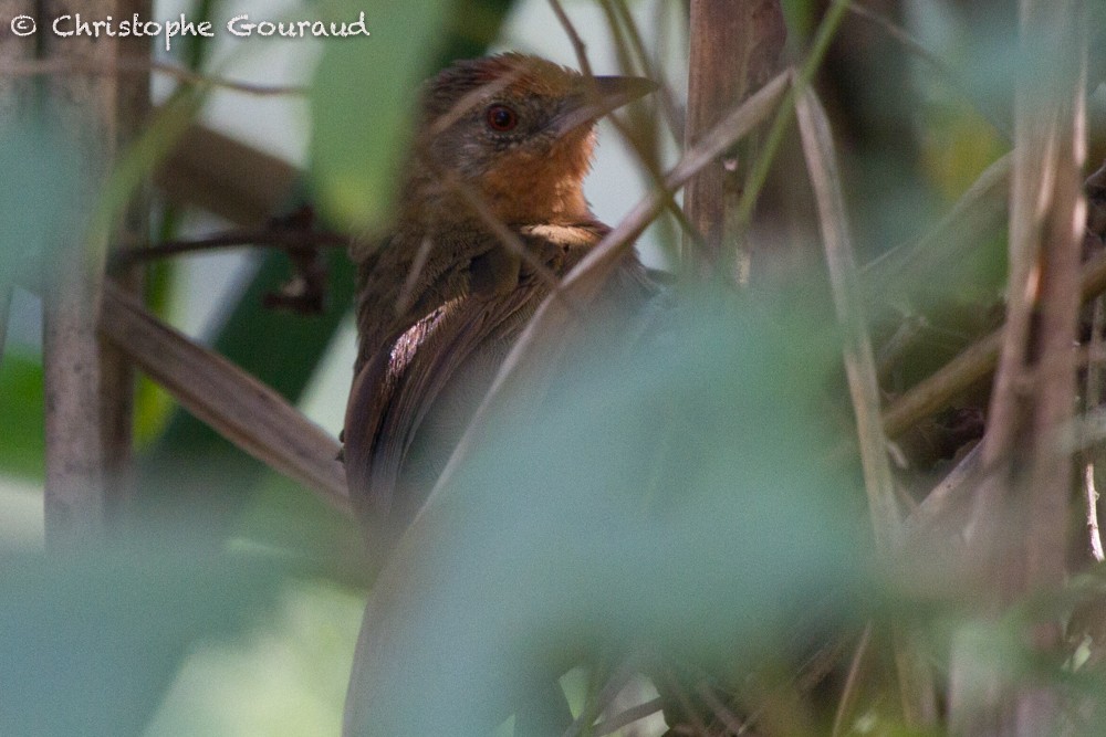 Orange-breasted Thornbird - Christophe Gouraud