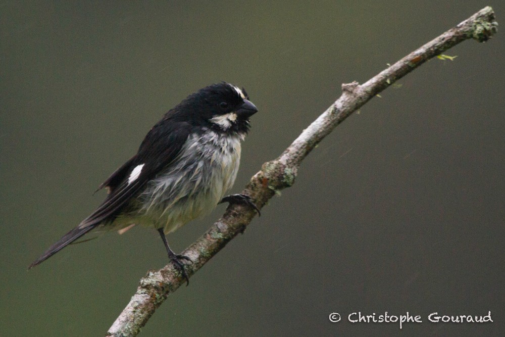 Lined Seedeater - Christophe Gouraud