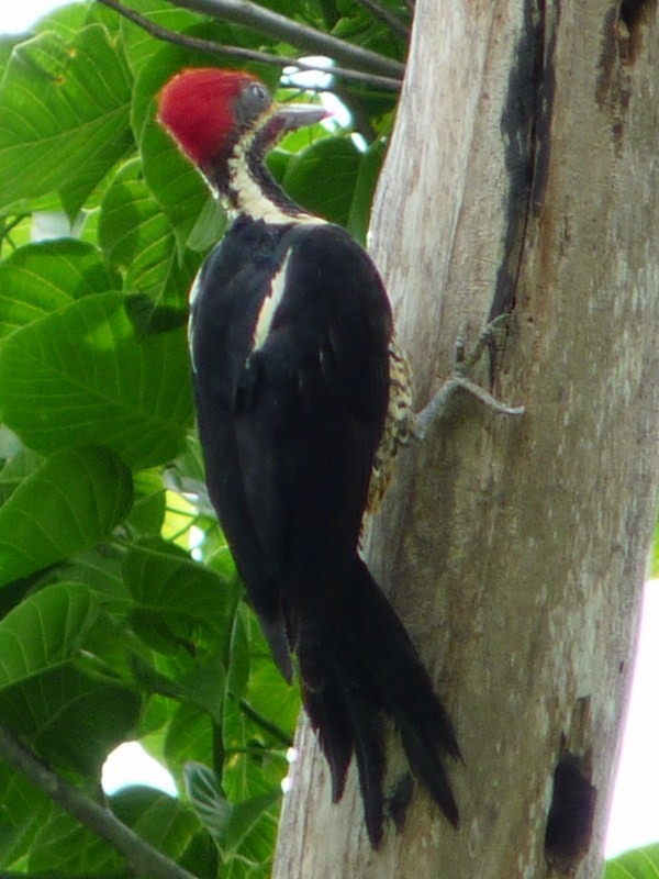 Lineated Woodpecker (Lineated) - sanjiv parasram