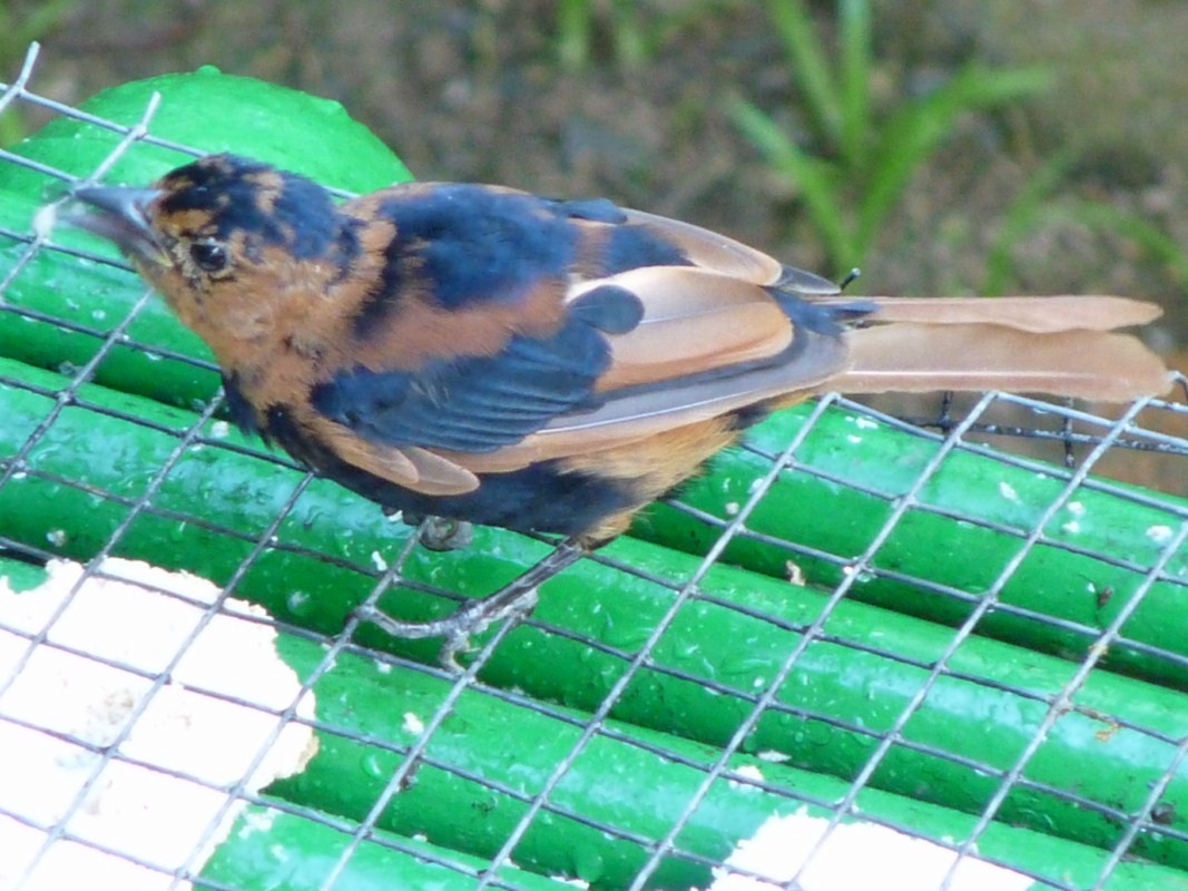 White-lined Tanager - ML205163181