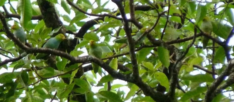 Lilac-tailed Parrotlet - ML205163191