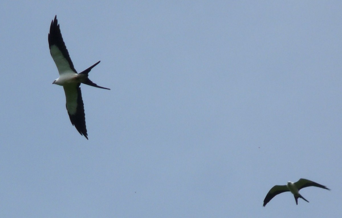 Swallow-tailed Kite - ML205163241