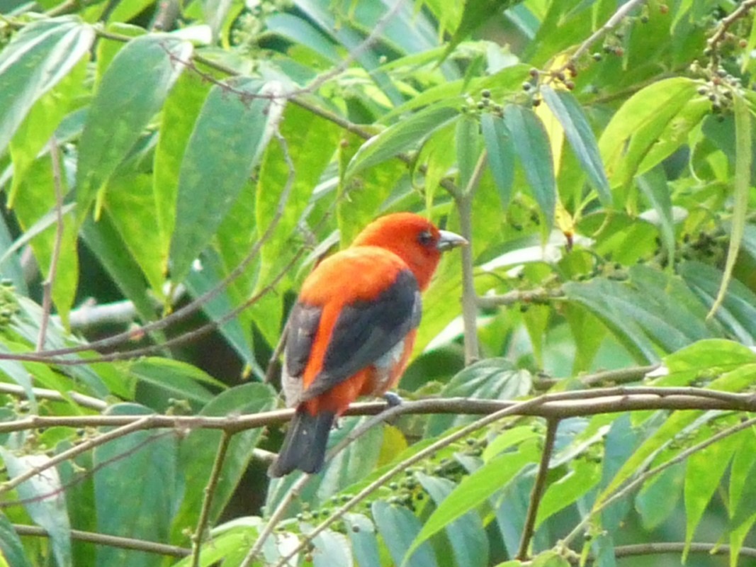 Scarlet Tanager - ML205163281