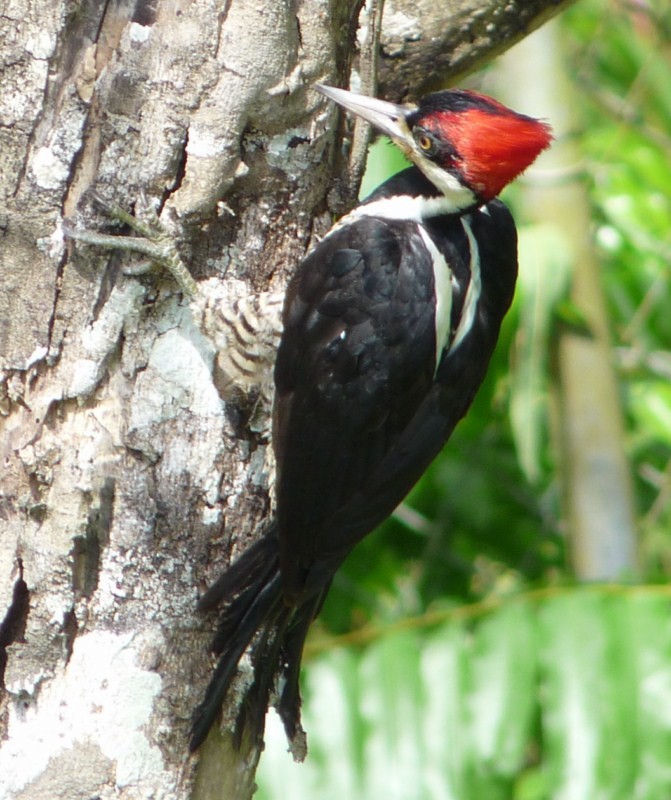 Crimson-crested Woodpecker - sanjiv parasram