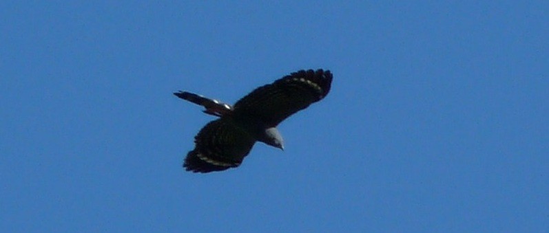 Crane Hawk (Gray) - ML205163701
