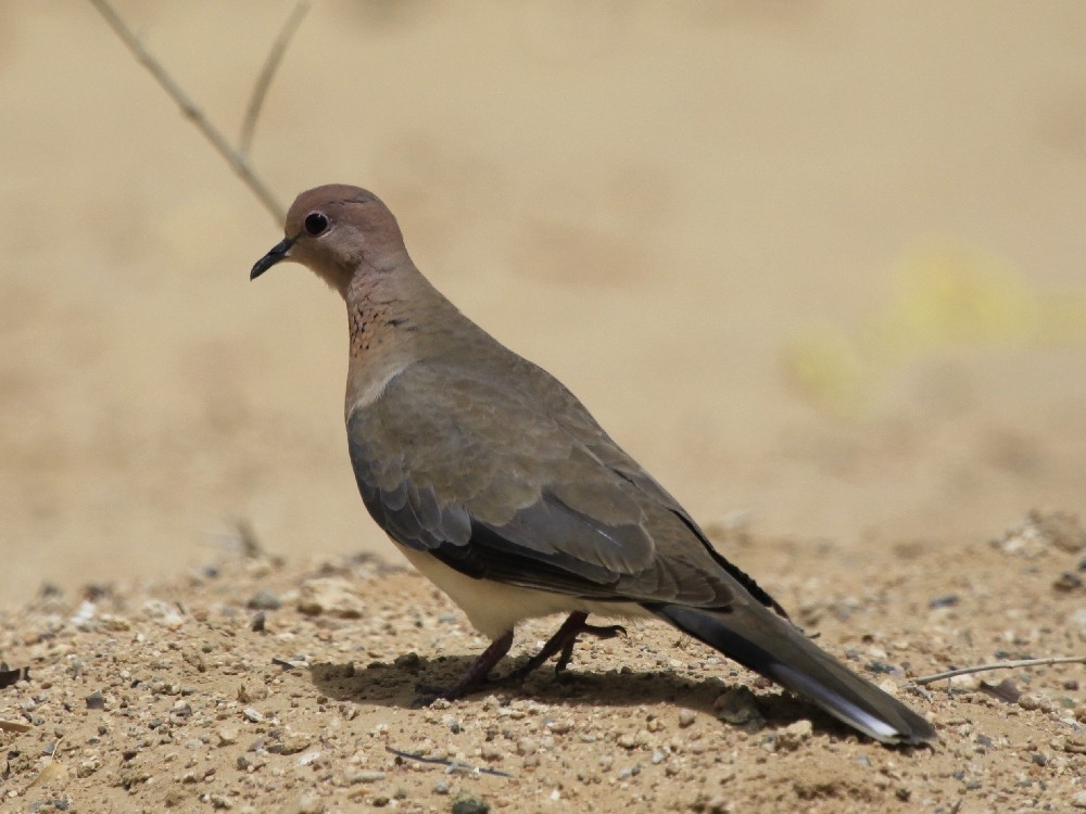 Laughing Dove - ML205164521