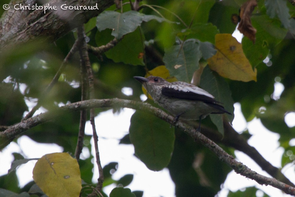 Black-tailed Tityra (Eastern) - Christophe Gouraud