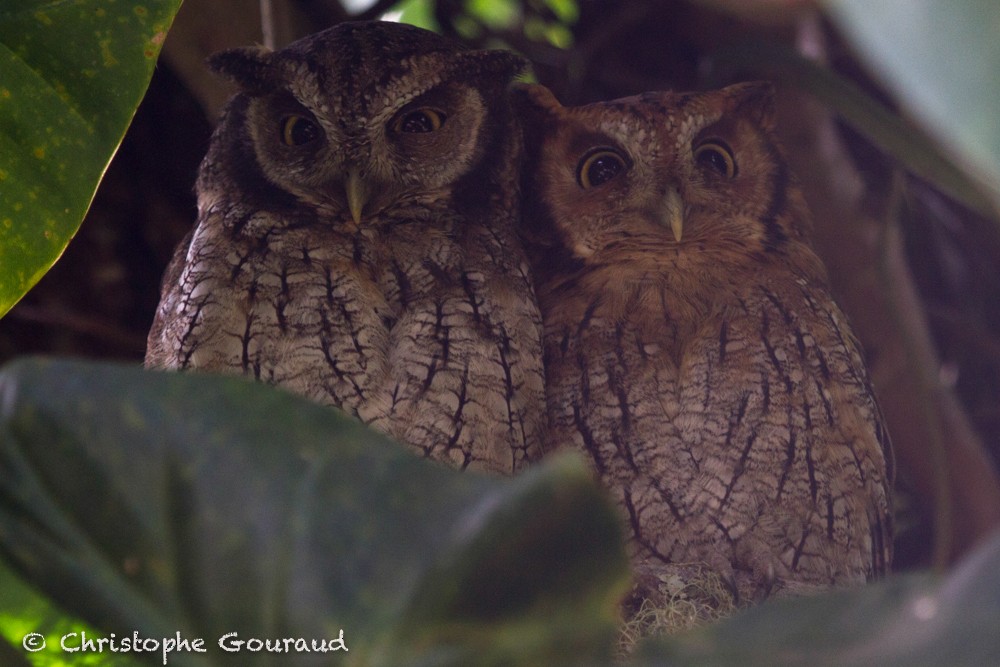Tropical Screech-Owl - Christophe Gouraud