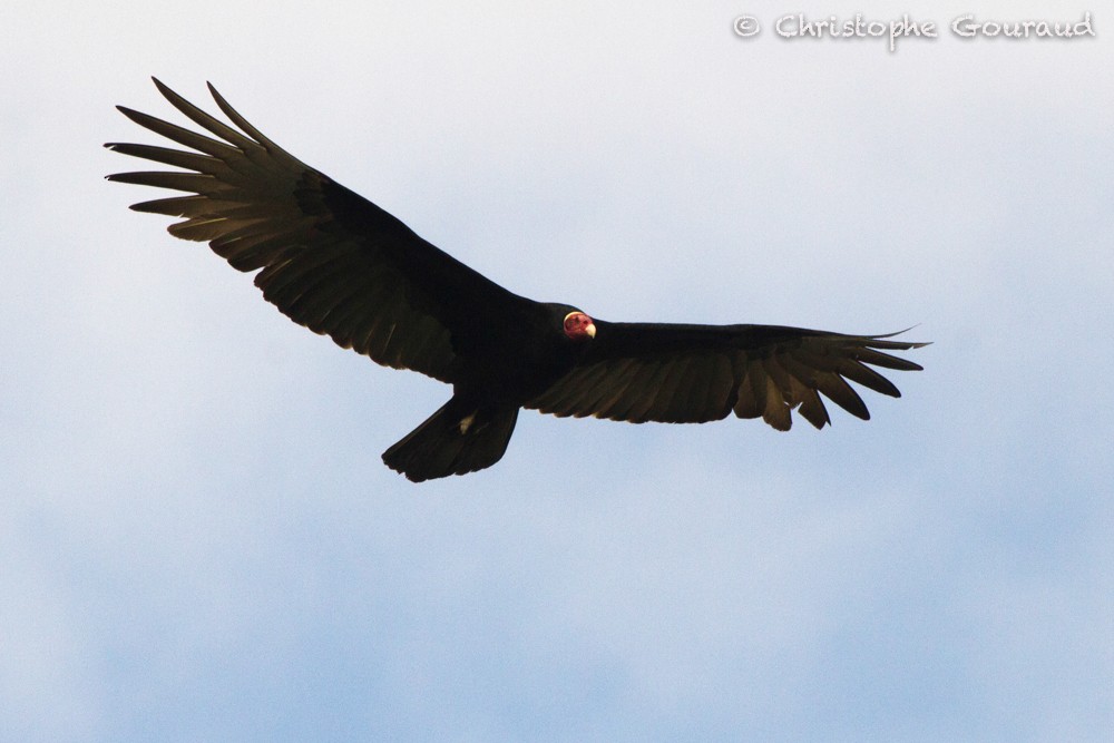 Turkey Vulture (Tropical) - Christophe Gouraud