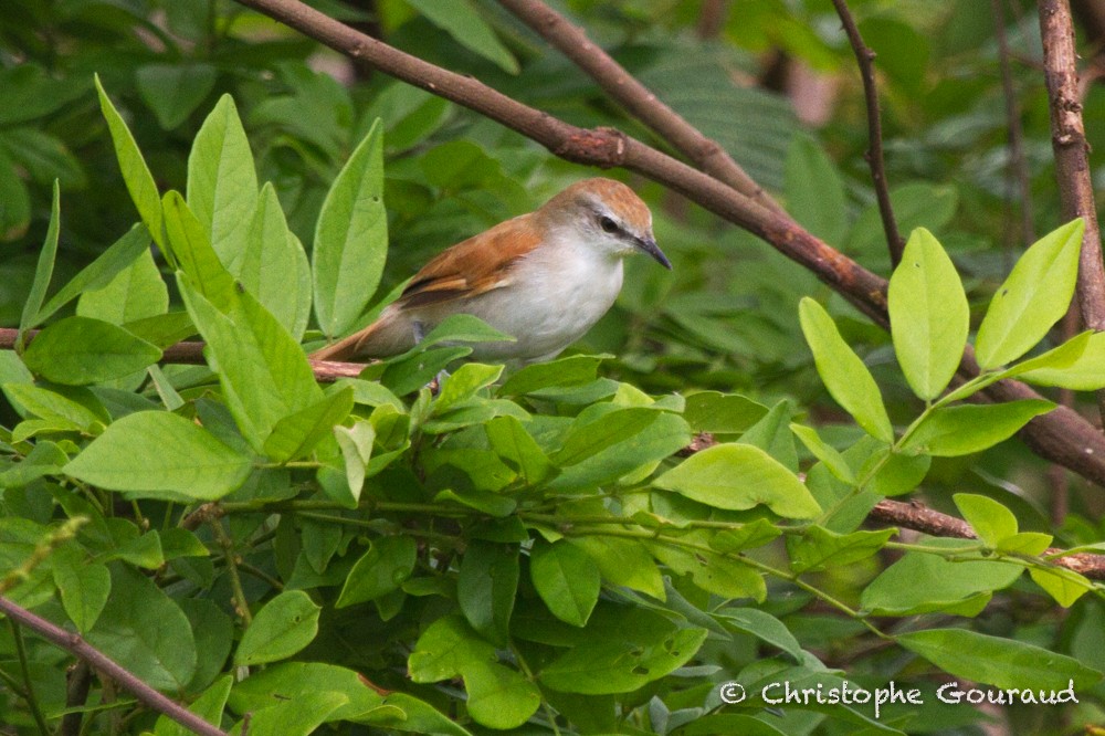 Yellow-chinned Spinetail - Christophe Gouraud