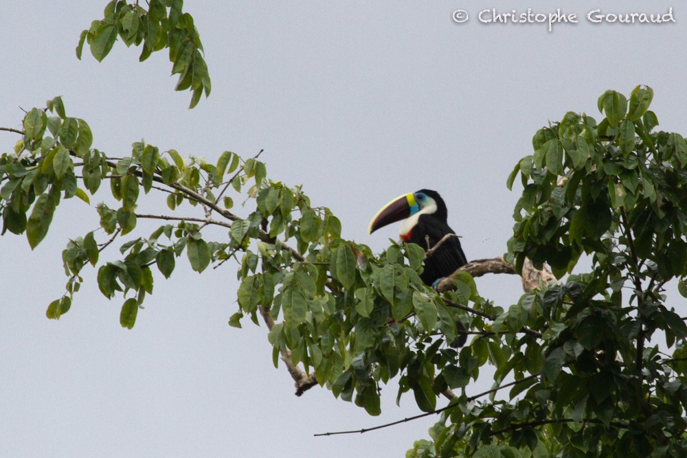 White-throated Toucan (Red-billed) - ML205165491