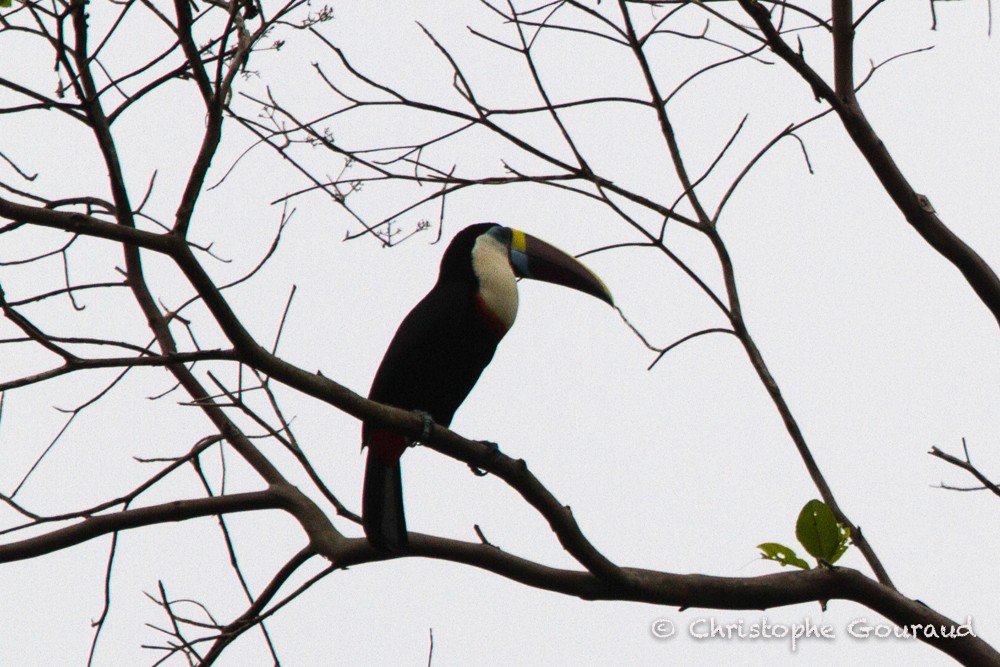 White-throated Toucan (Red-billed) - ML205165521