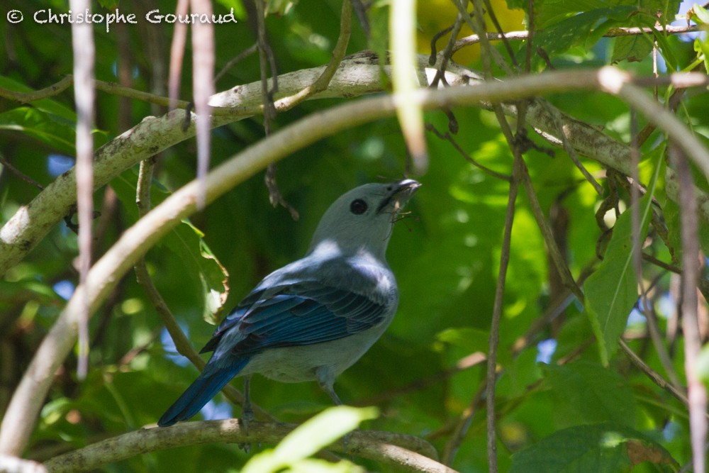 Blue-gray Tanager (White-edged) - Christophe Gouraud