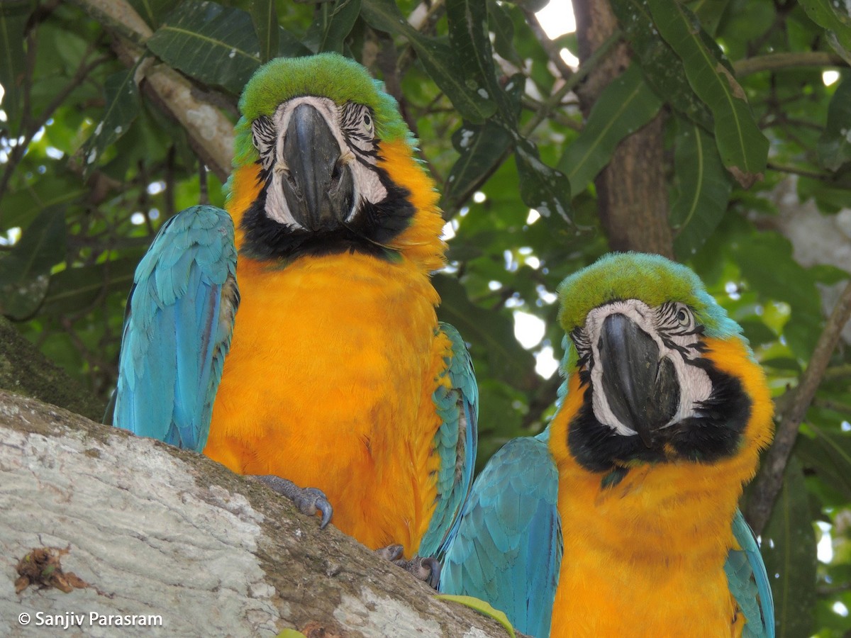 Blue-and-yellow Macaw - sanjiv parasram