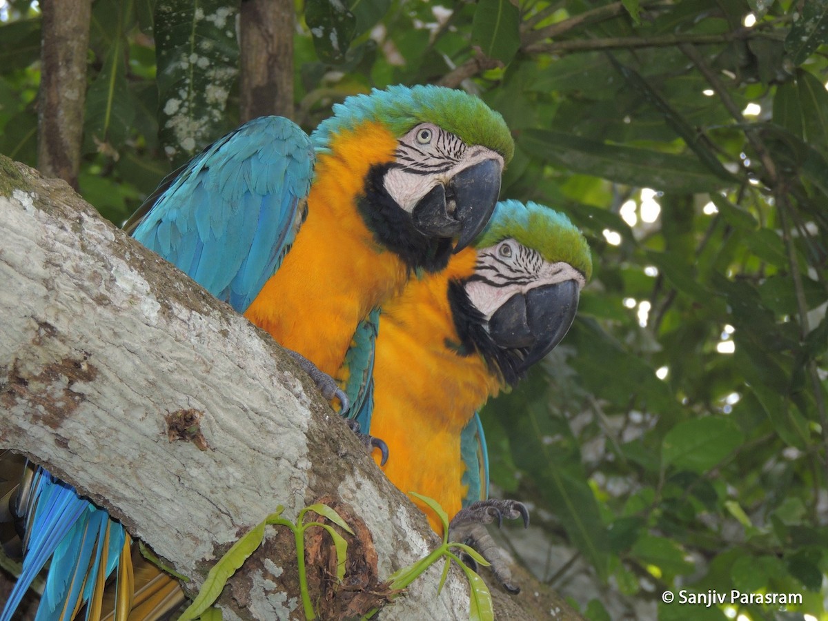 Blue-and-yellow Macaw - sanjiv parasram