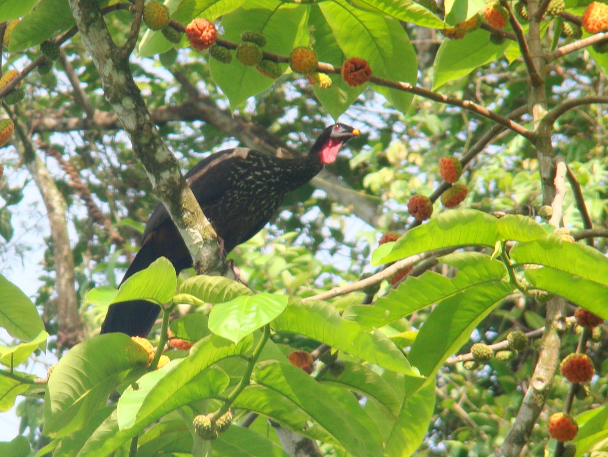 Crested Guan - ML205165661