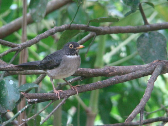 キバシノドジロツグミ Assimilis グループ Ebird