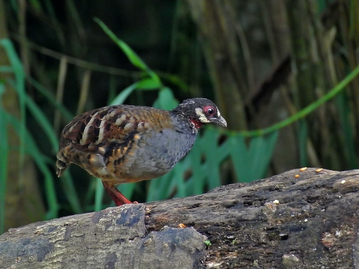 Malayan Partridge - wengchun malaysianbirder