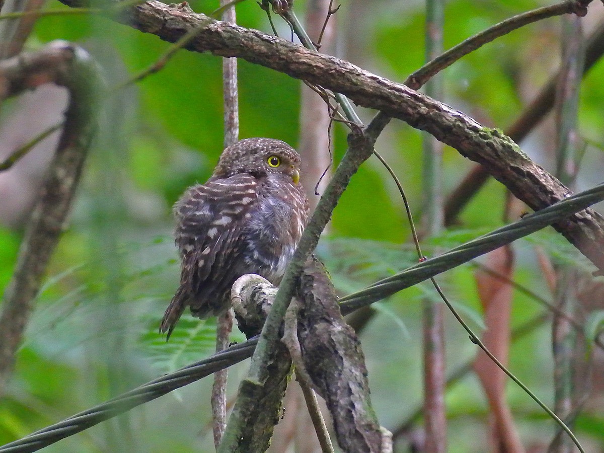 Collared Owlet - wengchun malaysianbirder