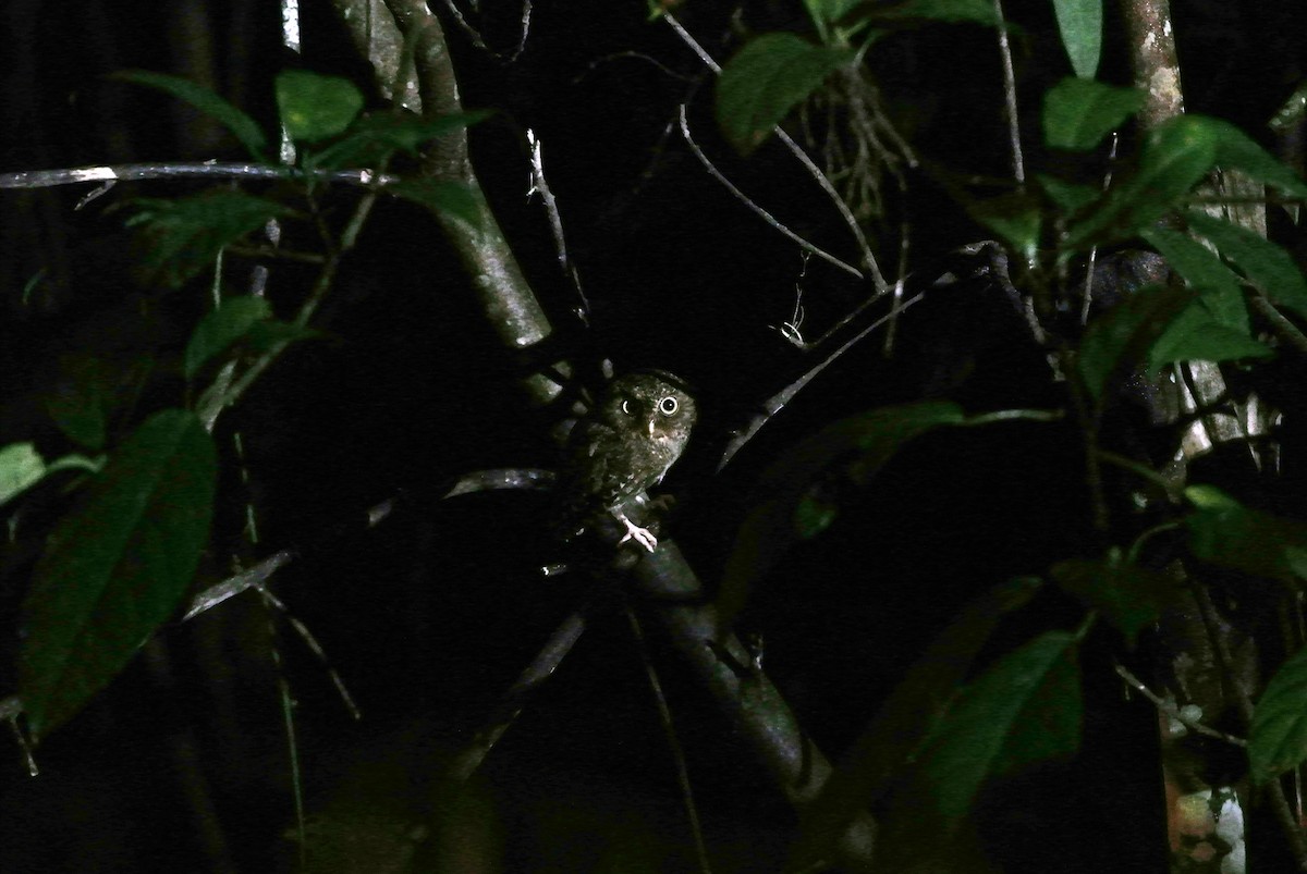 Mountain Scops-Owl - wengchun malaysianbirder