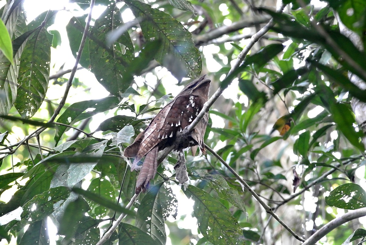 Large Frogmouth - wengchun malaysianbirder