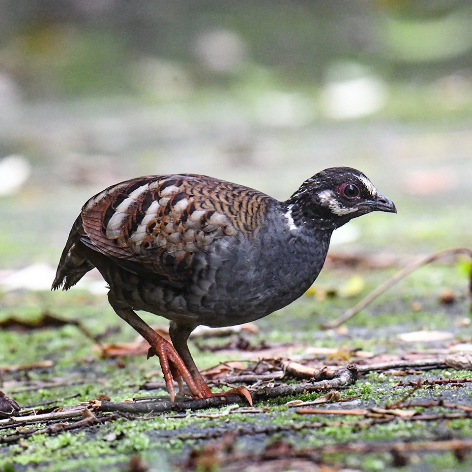 Malayan Partridge - wengchun malaysianbirder