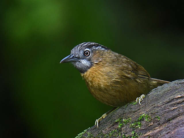 Gray-throated Babbler - wengchun malaysianbirder