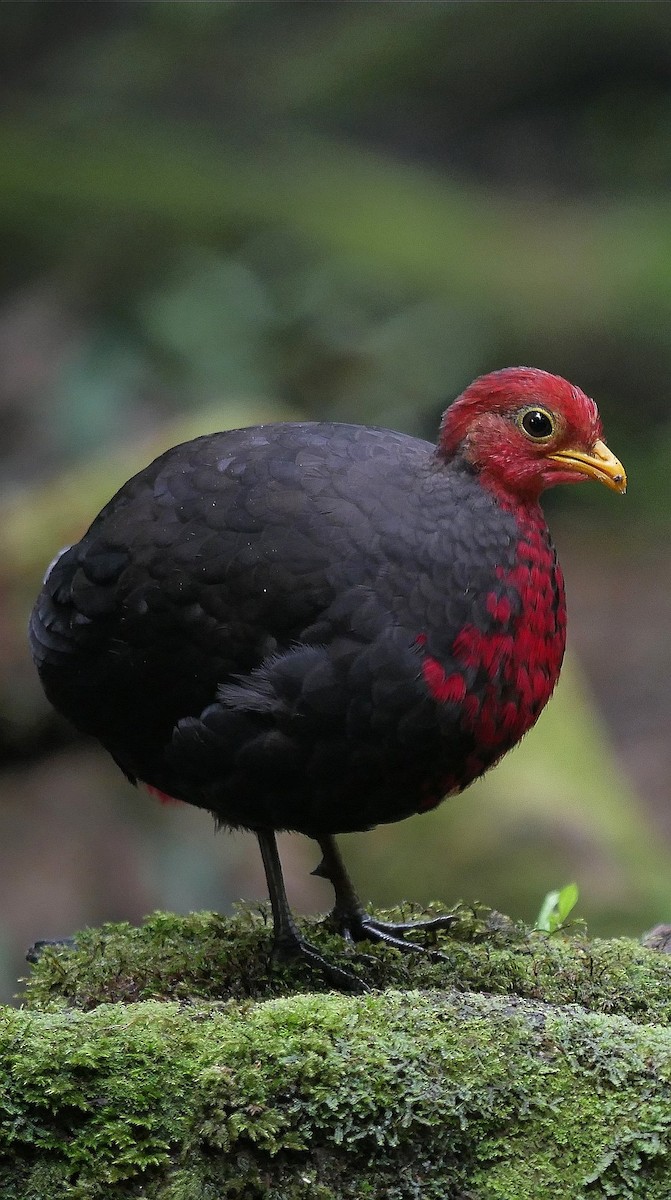 Crimson-headed Partridge - wengchun malaysianbirder