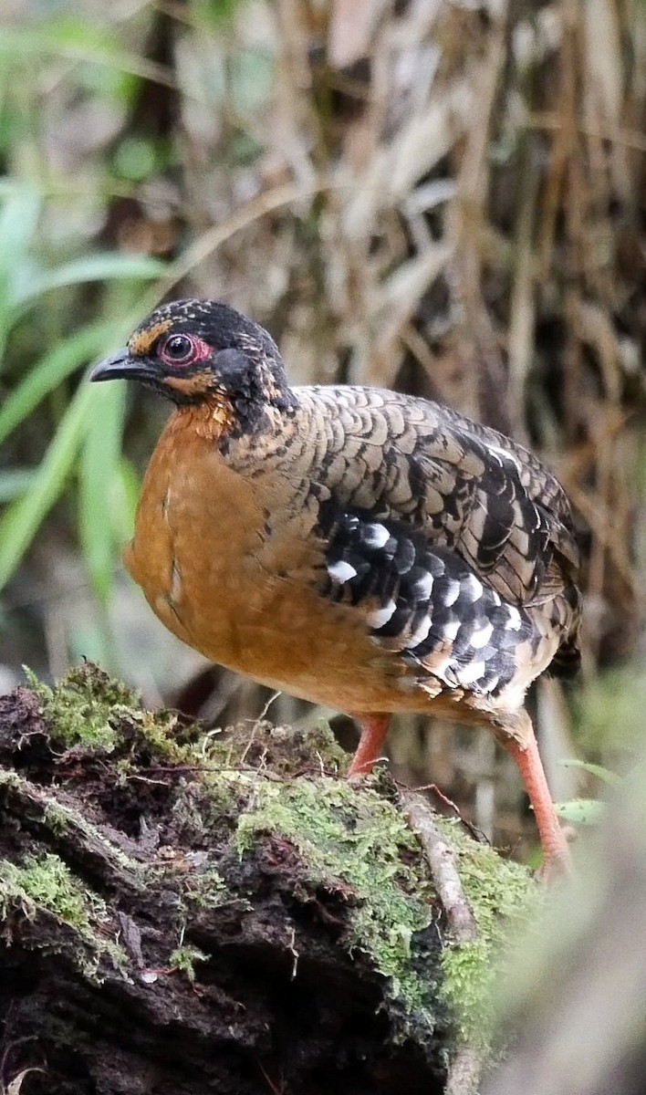 Red-breasted Partridge - wengchun malaysianbirder