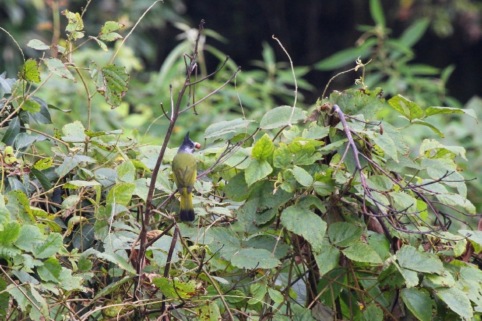 Crested Finchbill - Christophe Gouraud