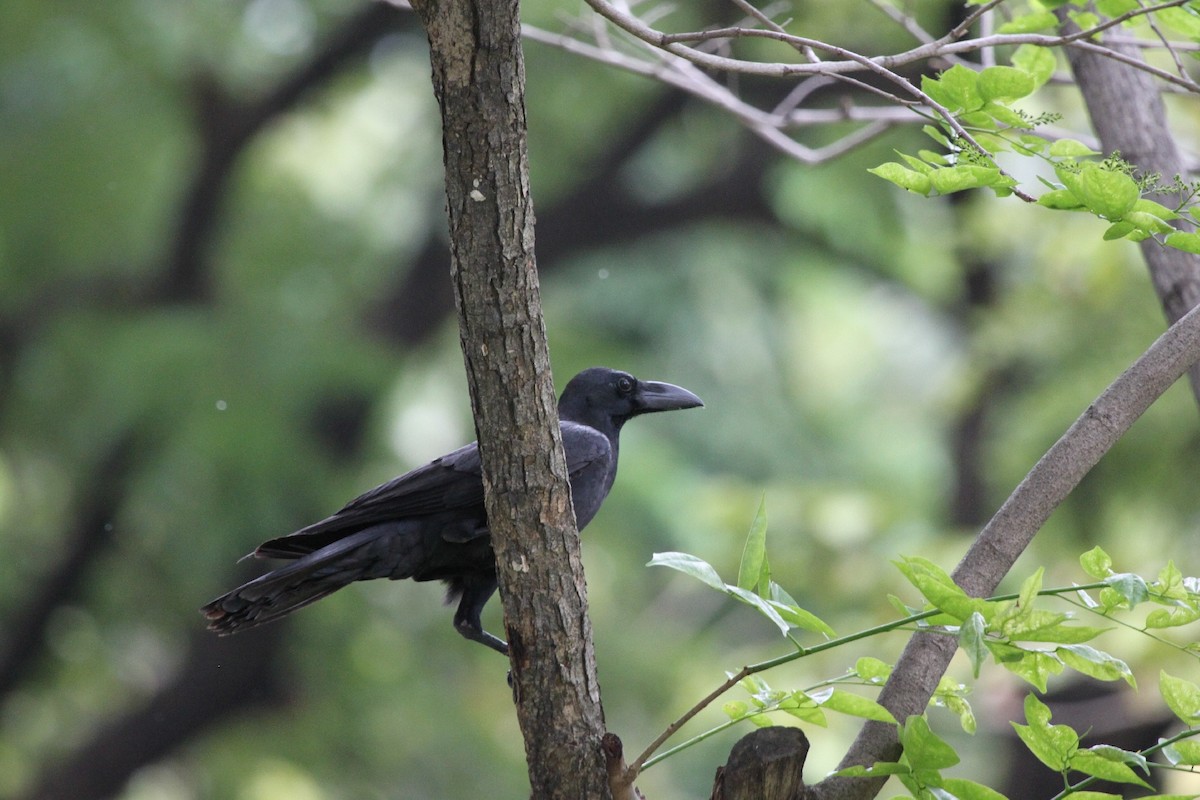 Large-billed Crow (Eastern) - Christophe Gouraud