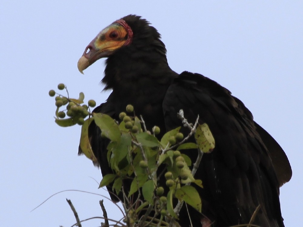 Lesser Yellow-headed Vulture - ML205166701