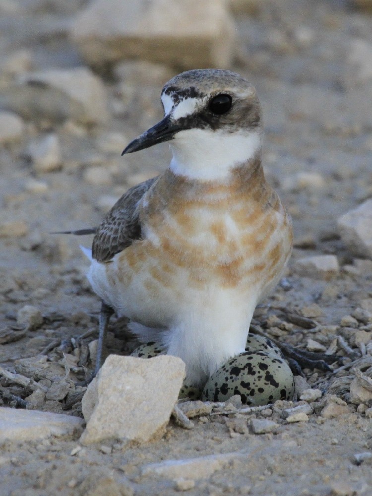Greater Sand-Plover - Christophe Gouraud