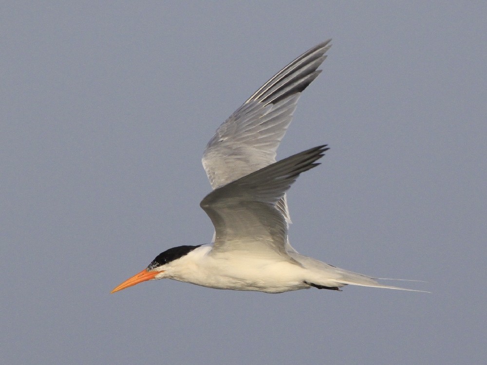 Lesser Crested Tern - ML205167181