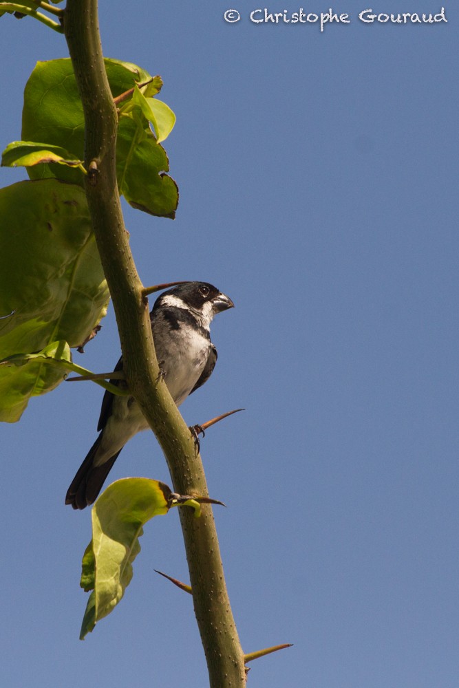 Wing-barred Seedeater - Christophe Gouraud