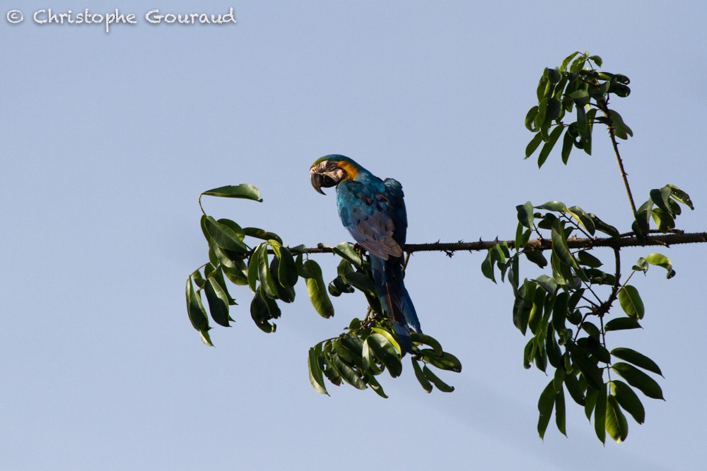 Blue-and-yellow Macaw - Christophe Gouraud
