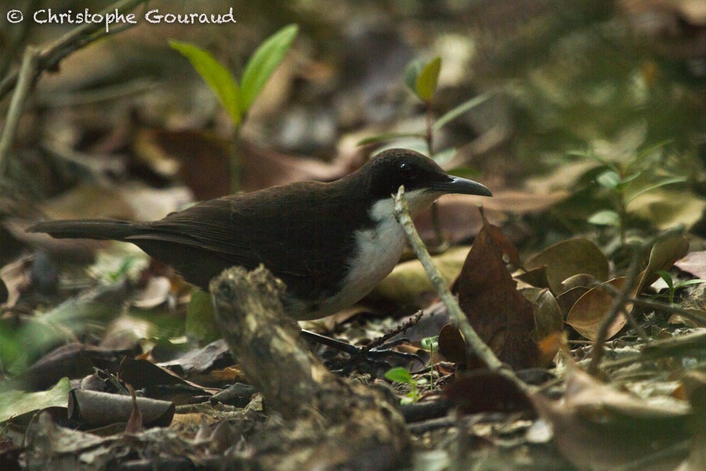 White-breasted Thrasher (Martinique) - Christophe Gouraud