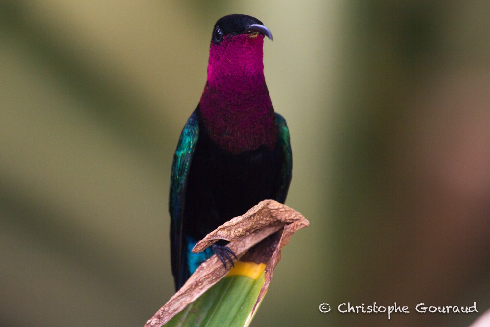 Purple-throated Carib - Christophe Gouraud