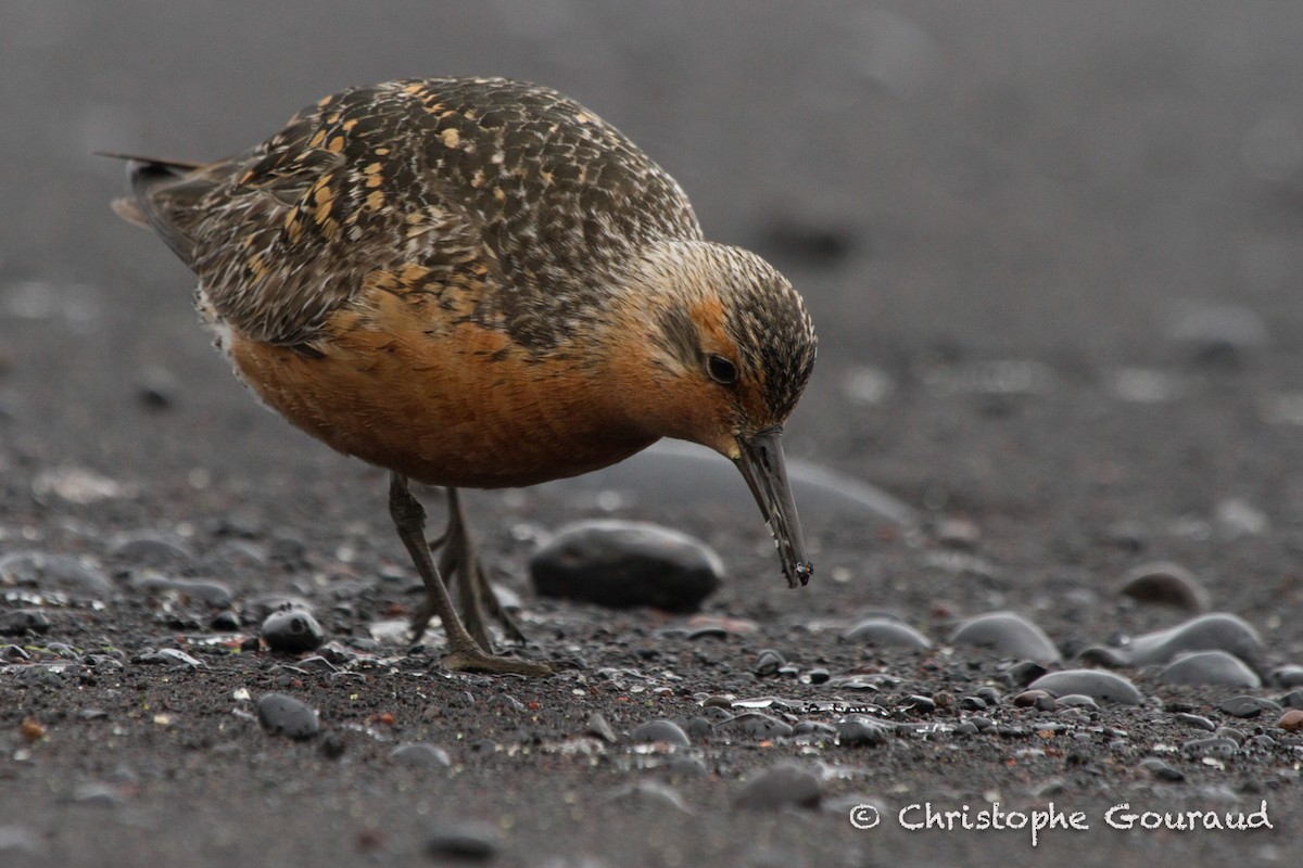 Red Knot - Christophe Gouraud