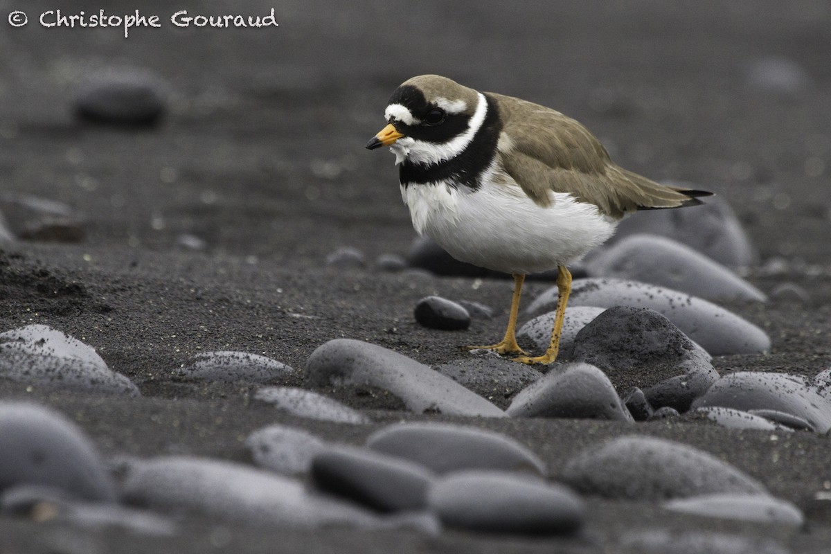 Common Ringed Plover - Christophe Gouraud