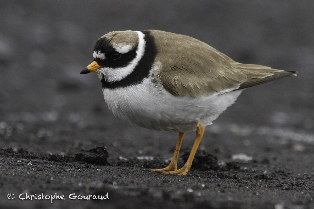 Common Ringed Plover - Christophe Gouraud