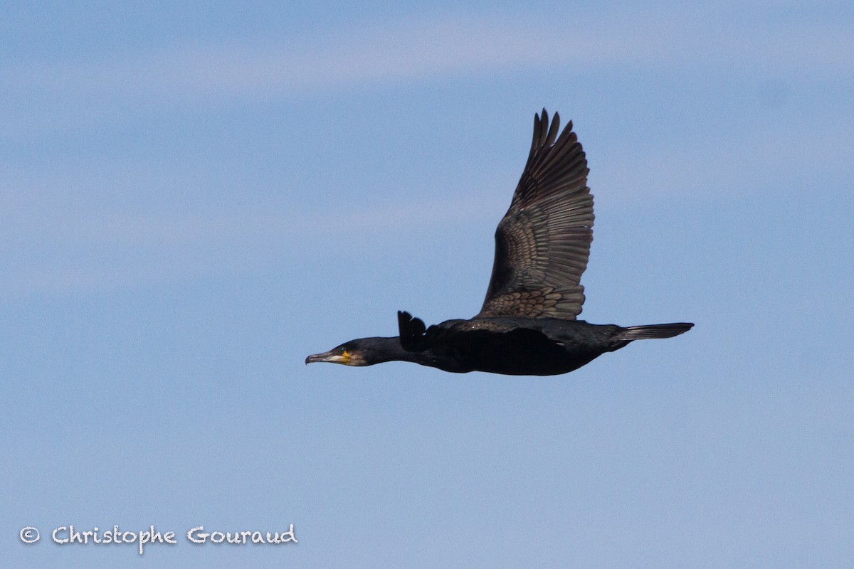 Great Cormorant (North Atlantic) - Christophe Gouraud