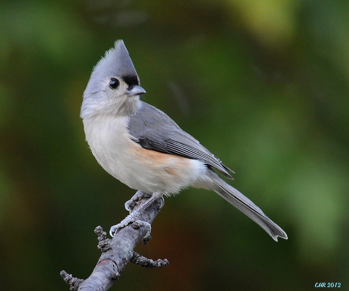 Tufted Titmouse - Charles Rose, IV