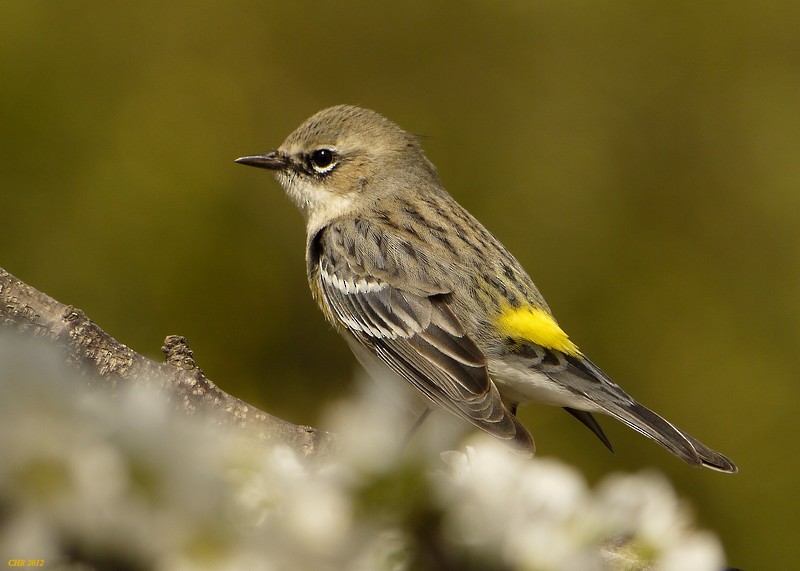 Yellow-rumped Warbler (Myrtle) - Charles Rose, IV