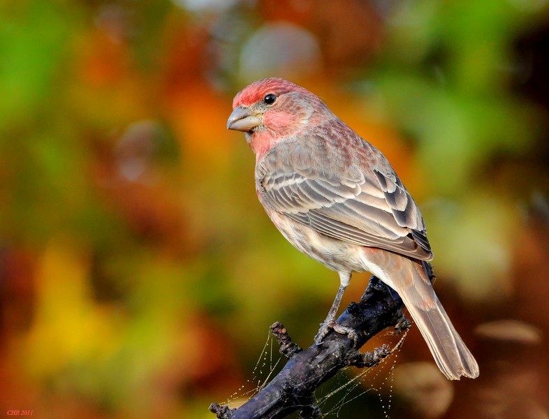 House Finch - Charles Rose, IV
