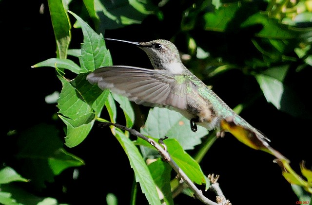 Ruby-throated Hummingbird - Charles Rose, IV