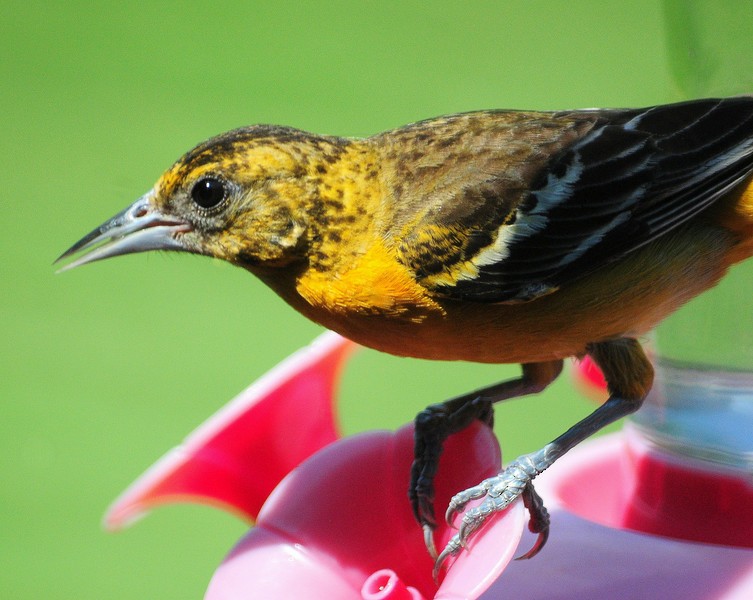 Baltimore Oriole - Charles Rose, IV