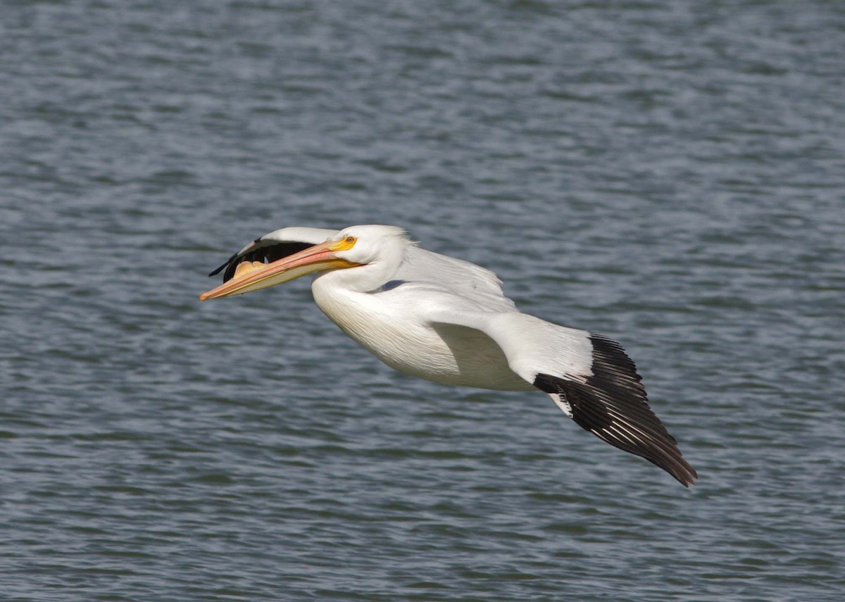 American White Pelican - John Cant